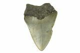 Bargain, Juvenile Megalodon Tooth - Serrated Blade #272821-1